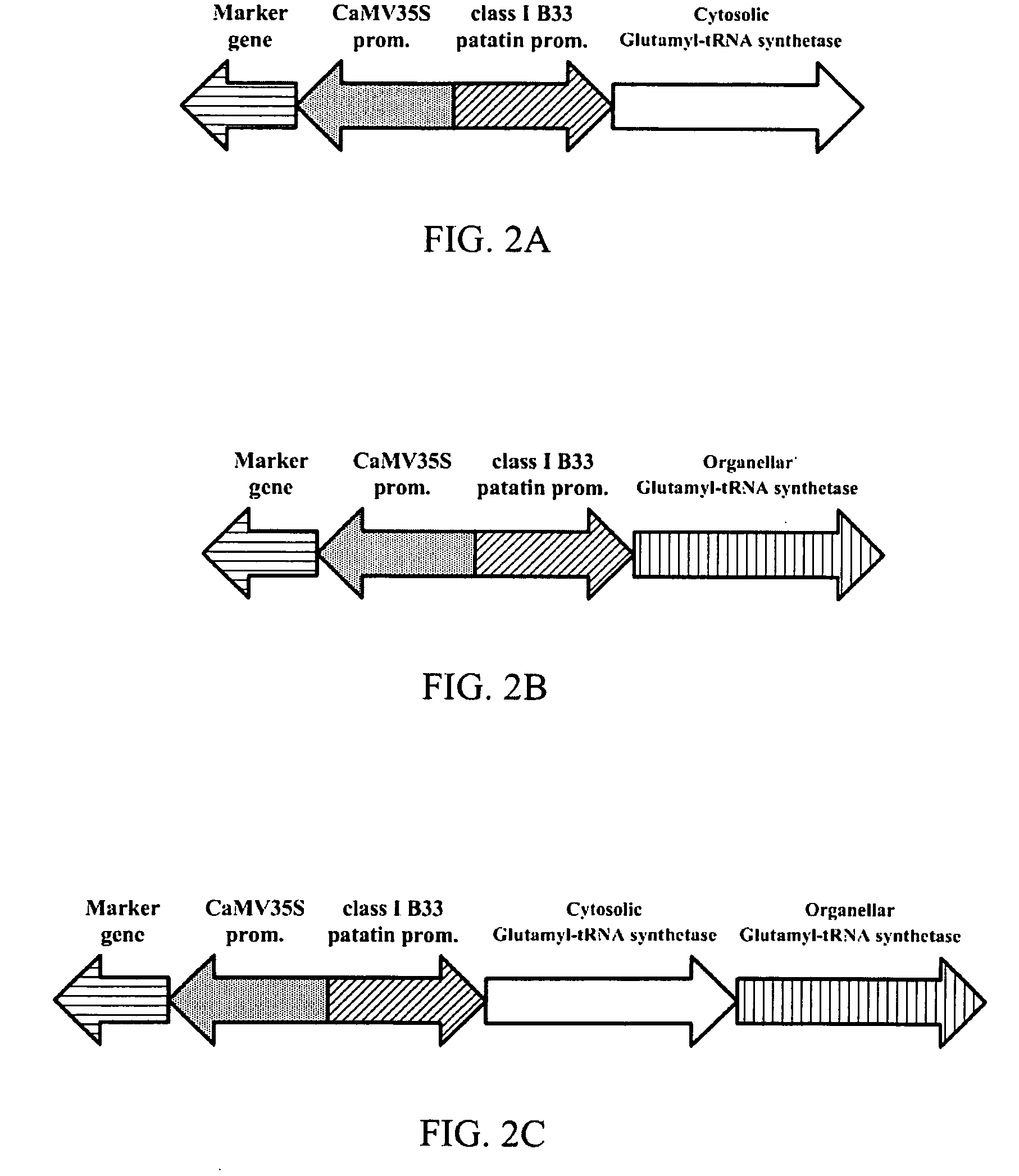 Transgenic plant expressing glutamyl-tRNA synthetase