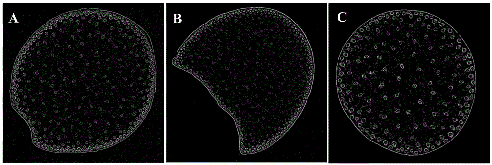 Corn stalk Micro-CT scanning sample and preparing method and application thereof