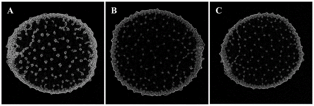 Corn stalk Micro-CT scanning sample and preparing method and application thereof