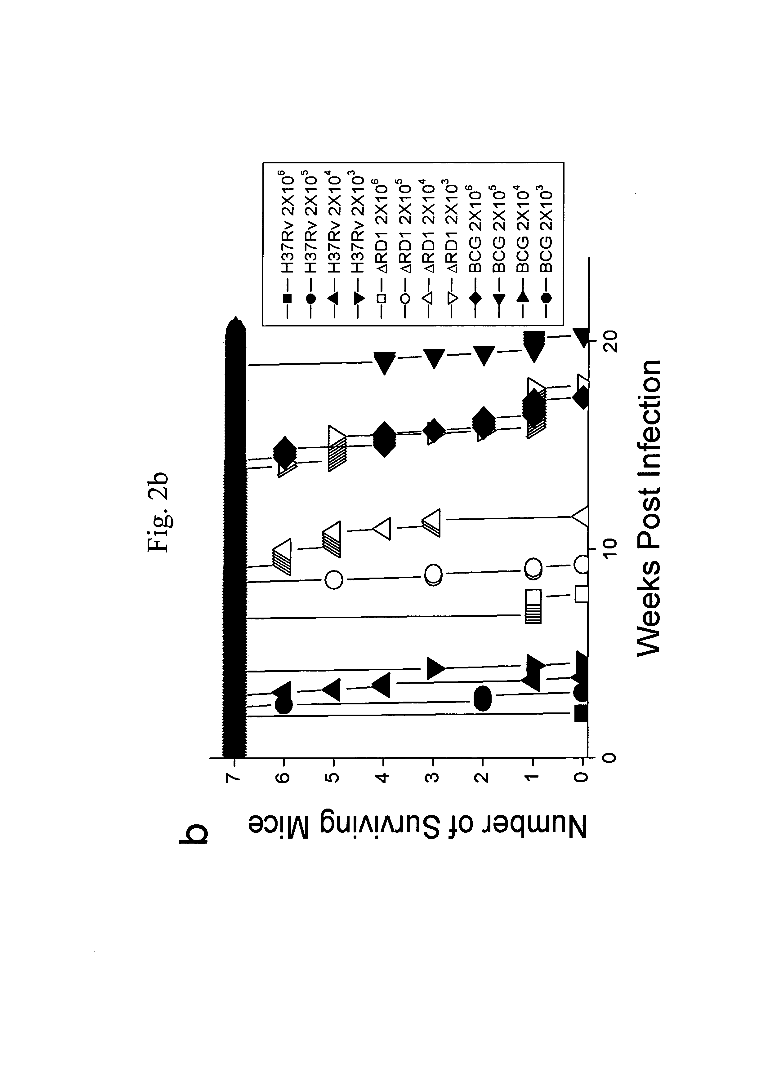 Attenuated <i>Mycobacterium tuberculosis </i>vaccines