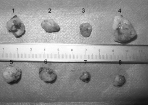 Clitocybe clavipes fungus extract as well as preparation method and application thereof