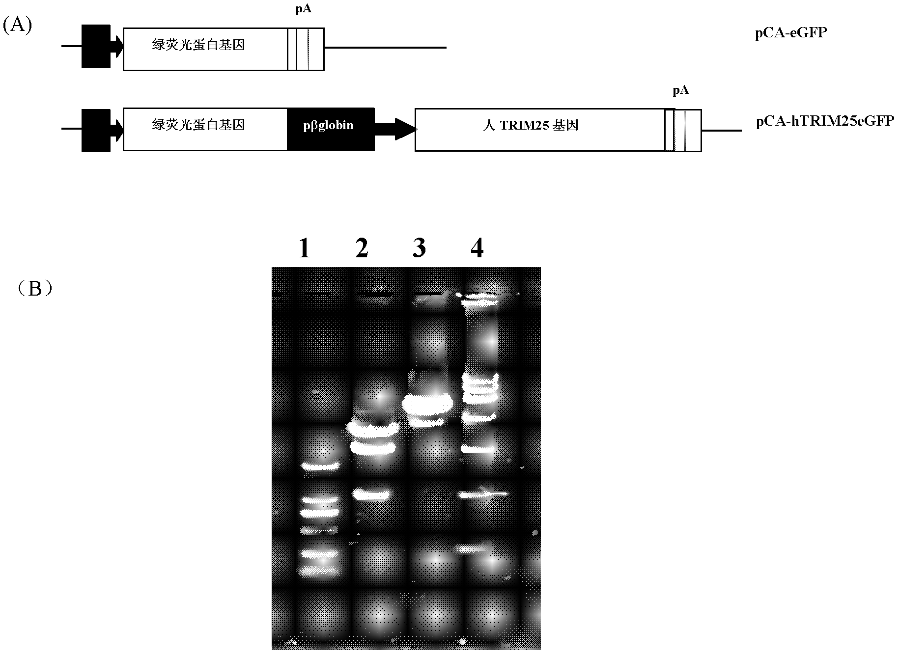 Preparation method of human-infected TRIM25 gene foot and mouth disease virus inhibiting cell line and application thereof