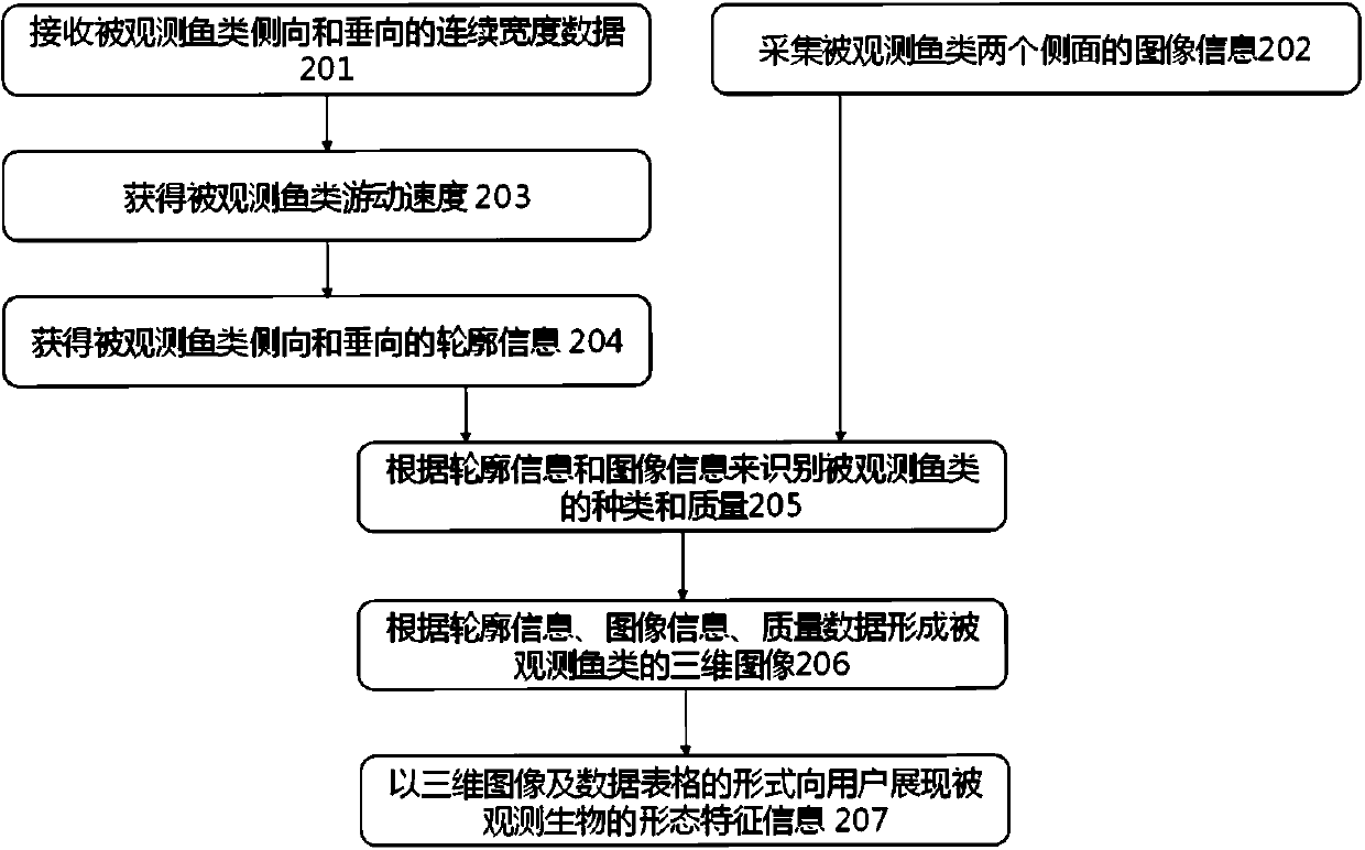 System and method for observing underwater organisms