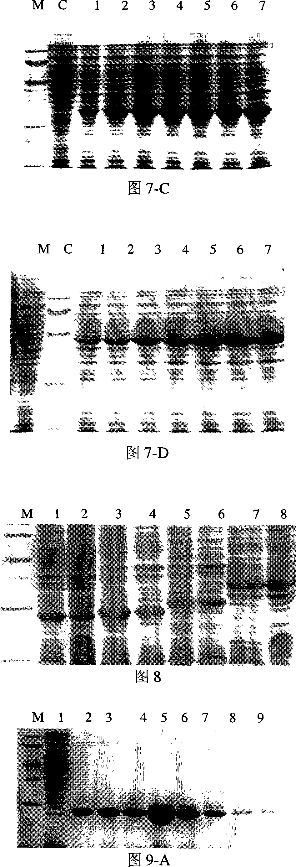 Representation method for recombinant american cockroaches allergen protein