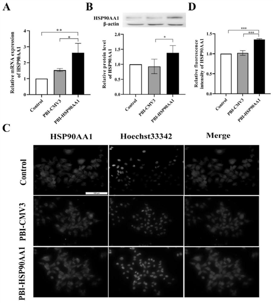 Method for regulating lactic acid secretion level of immature sertoli cells of pigs and application