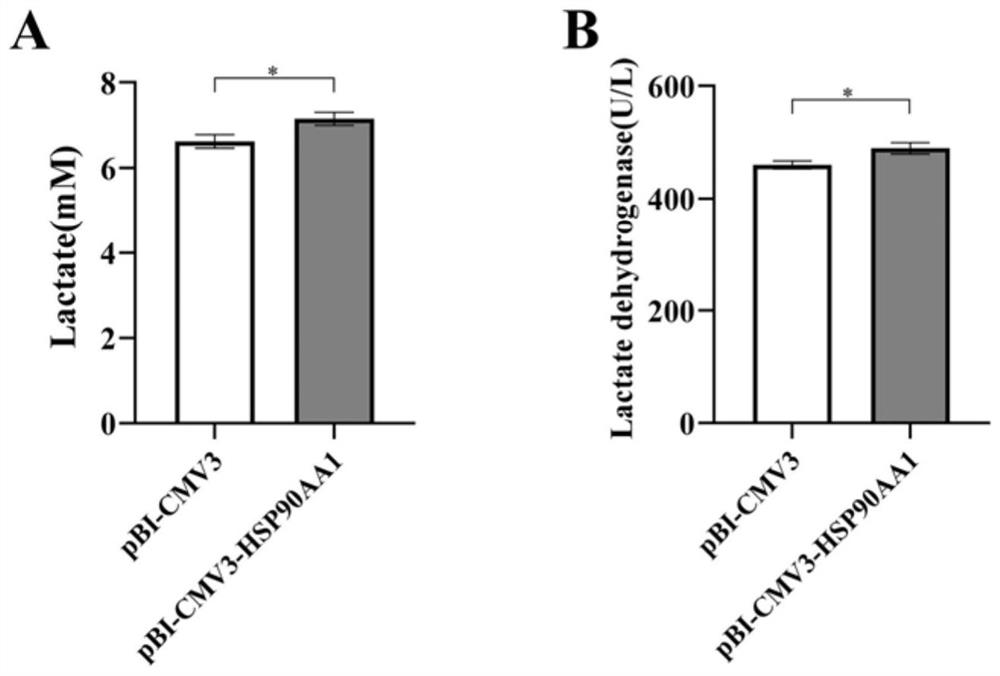 Method for regulating lactic acid secretion level of immature sertoli cells of pigs and application