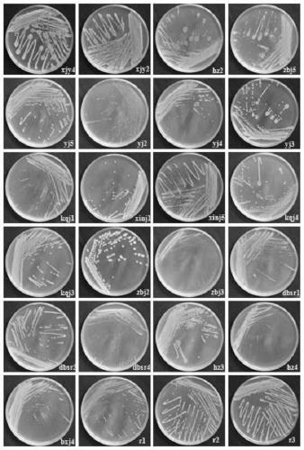 An associated bacterium of the banana borer nematode with potential for genetic modification