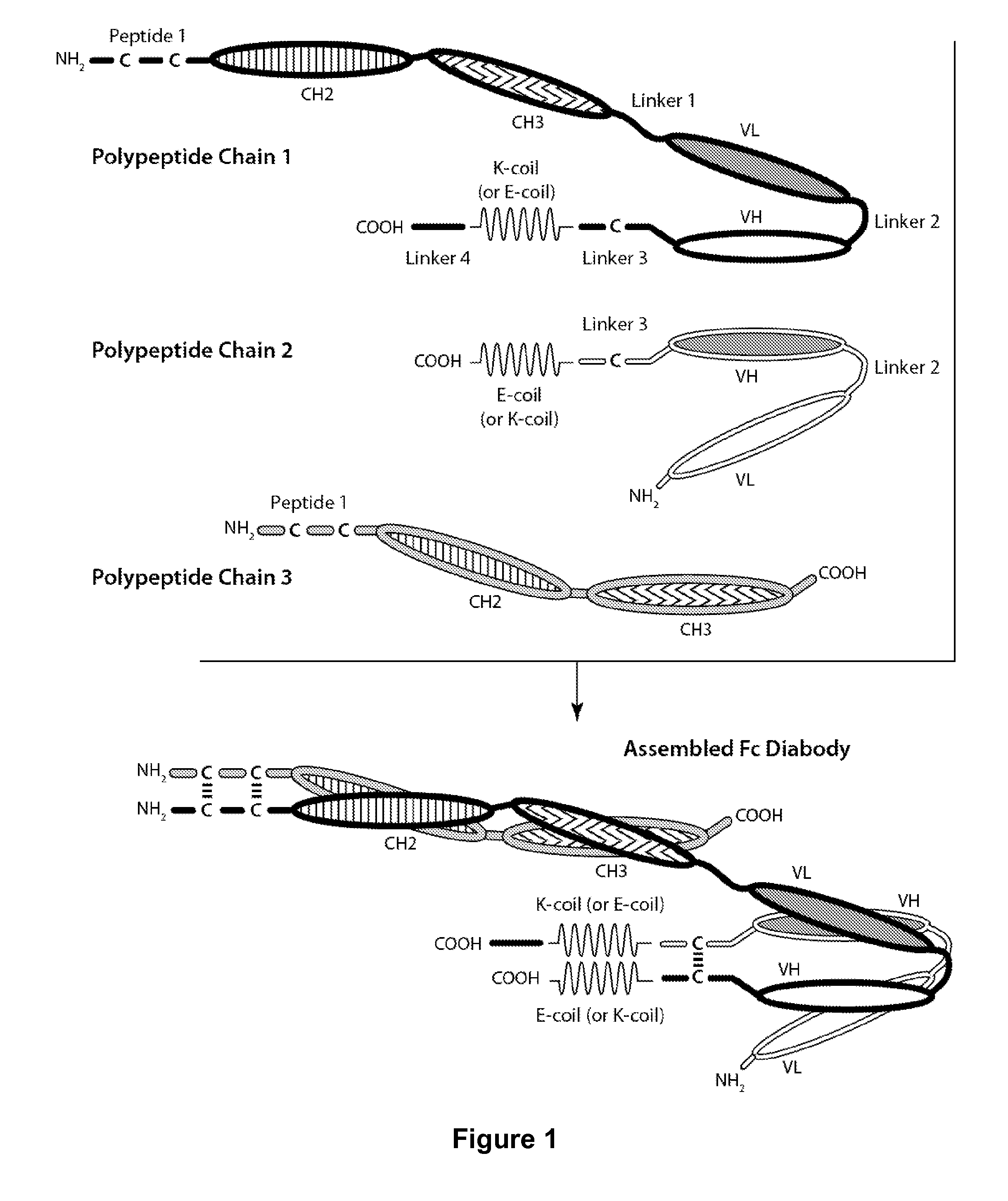 Bi-Specific Monovalent Fc Diabodies That Are Capable of Binding CD32B and CD79b and Uses Thereof