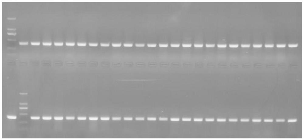 A Polymorphic Microsatellite Molecular Marker, Primer and Application