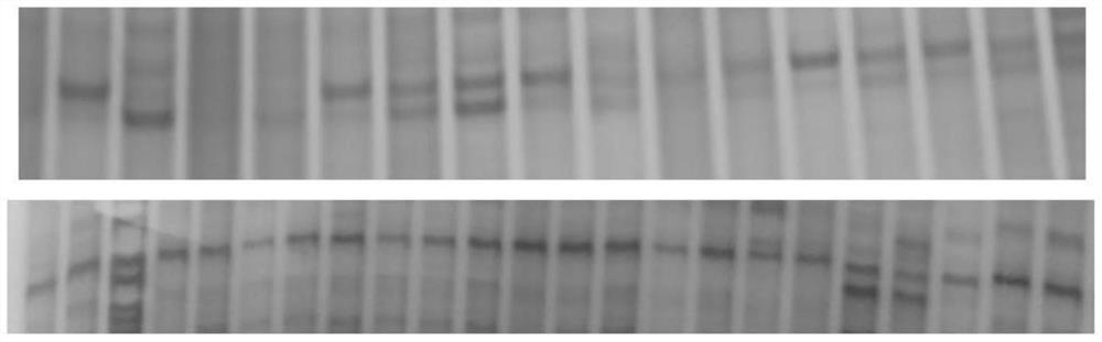 A Polymorphic Microsatellite Molecular Marker, Primer and Application