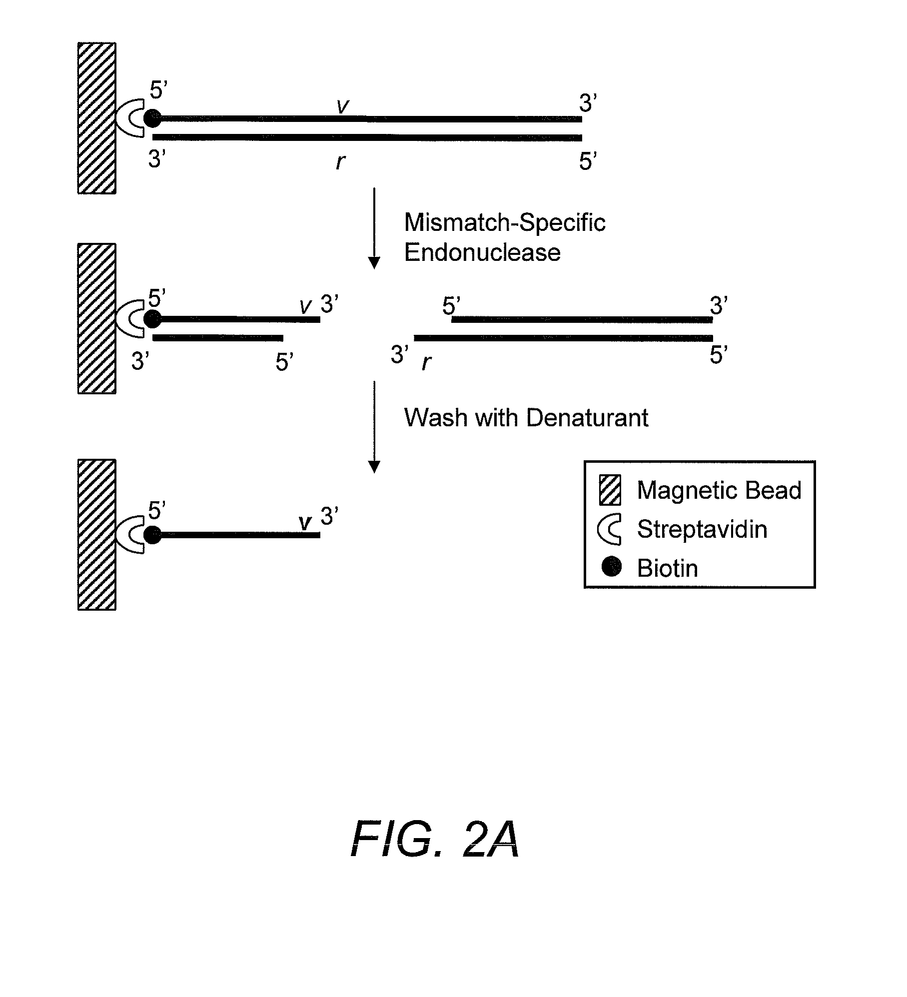 Method for identifying the sequence of one or more variant nucleotides in a nucleic acid molecule