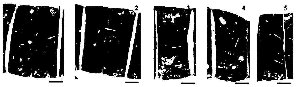 Method for identifying algal filament draining performance of spirulina by using transmission electron microscope