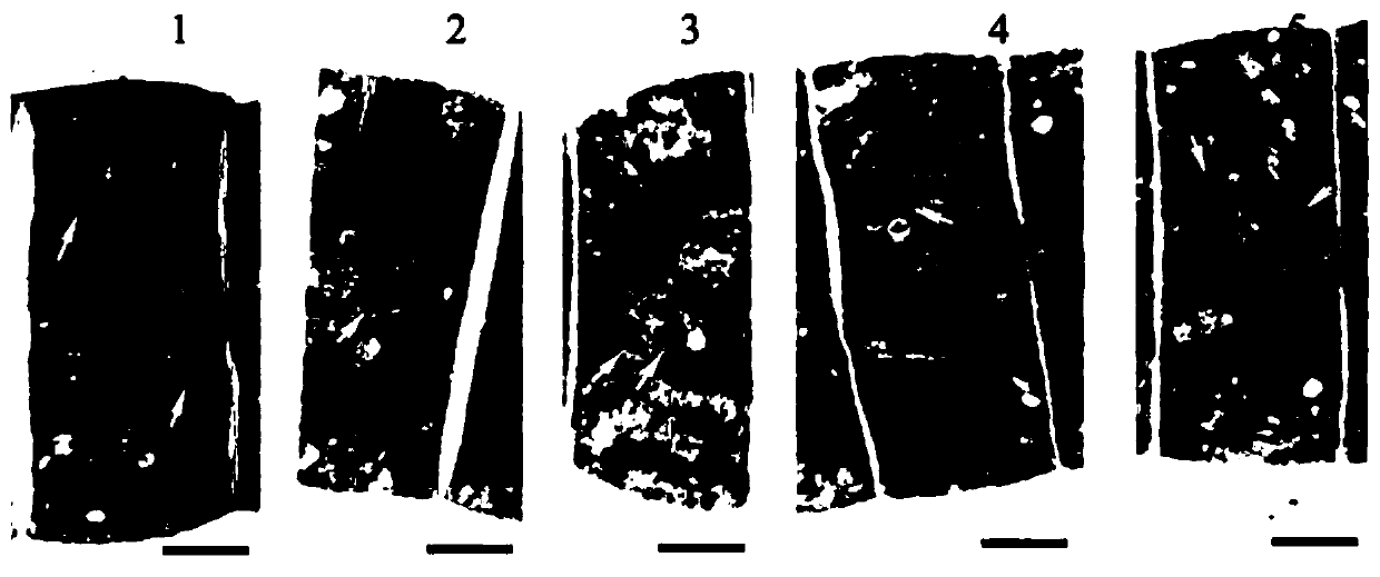 Method for identifying algal filament draining performance of spirulina by using transmission electron microscope