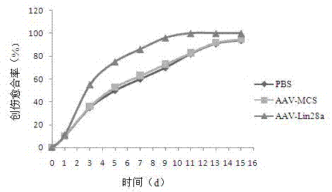 Application of Lin28a gene overexpression AAV (adeno-associated virus) in promotion of wound healing