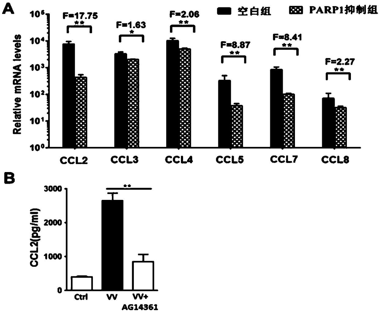 Application of PARP1 inhibitor to preparation of preparation for tumor immunotherapy