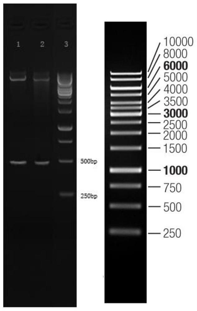 Group b Neisseria meningitidis recombinant pili protein fim and its preparation method and application