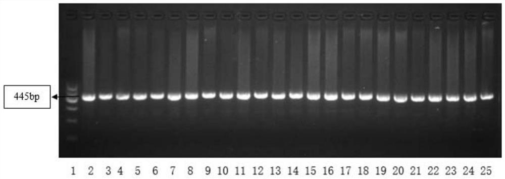 Method for rapidly detecting chicken fast and slow feathering phenotypes by multiple PCR system