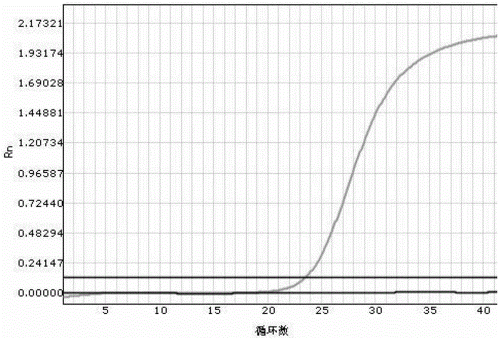 A kit for rapidly detecting human cyp2c19 gene polymorphism and its application method