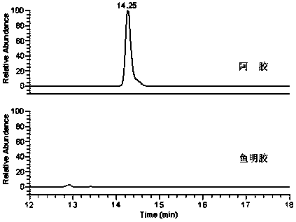 A common polypeptide in animal glue and its application in detection