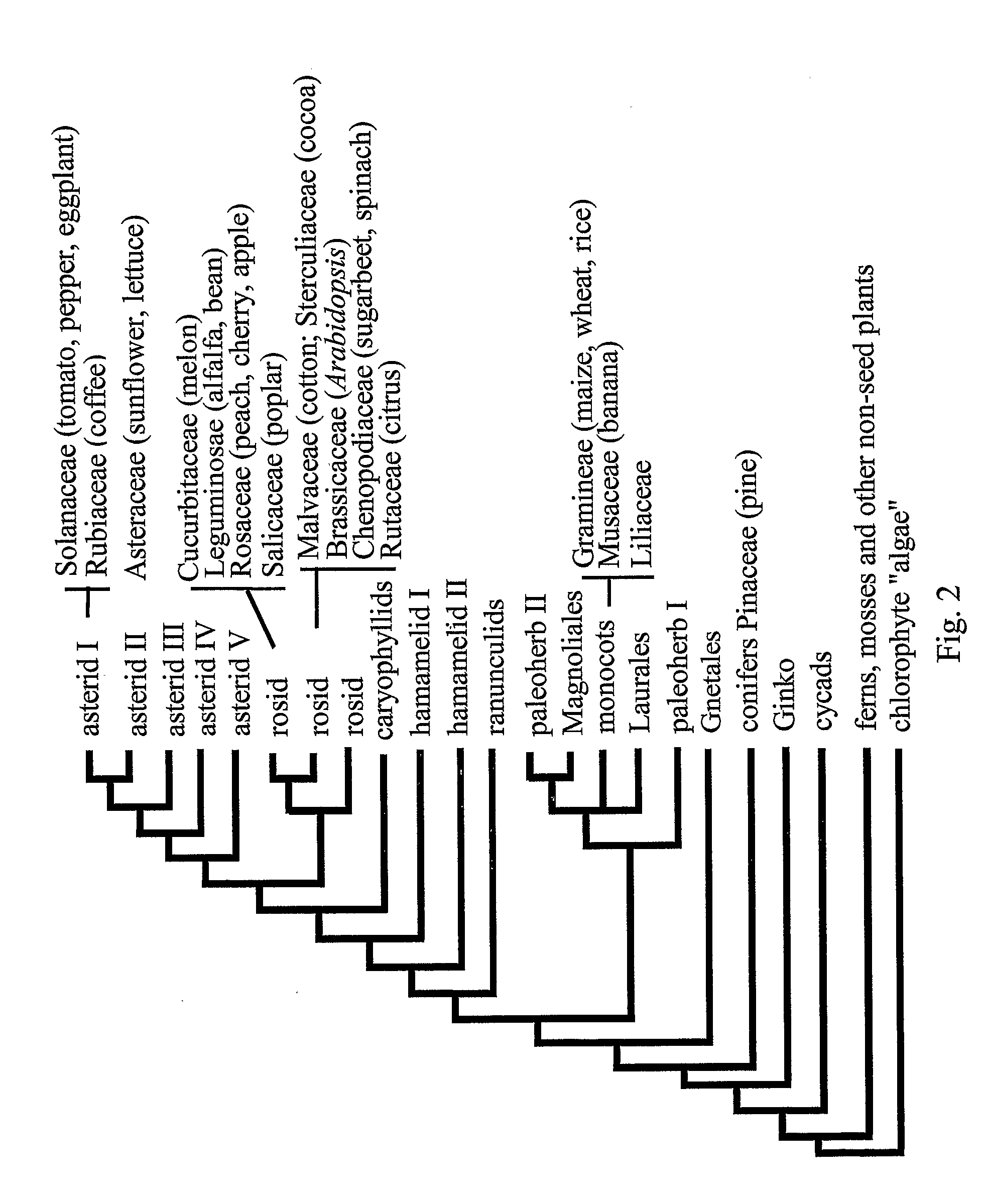 Plant Stress Tolerance from Modified Ap2 Transcription Factors