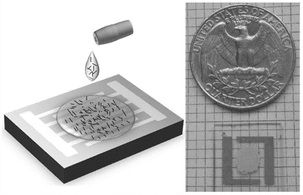 Molybdenum oxide nanobelt/graphene composite material and application of composite material in aspect of preparation of hydrogen-sensitive element