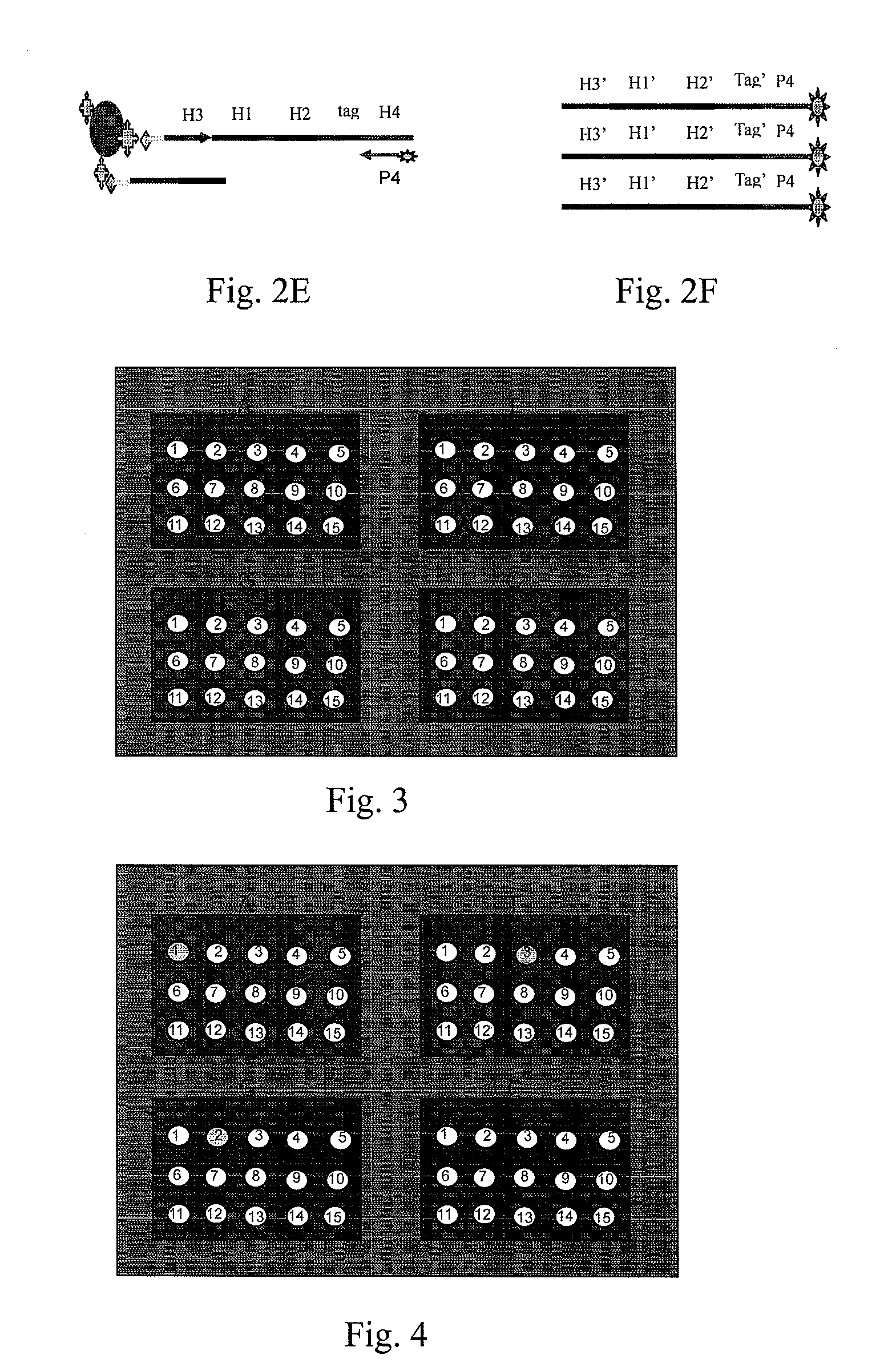 Test probes, common oligonucleotide chips, nucleic acid detection method, and their uses