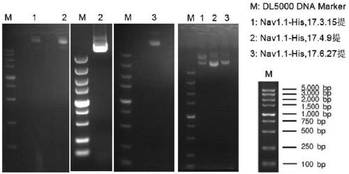 Cell line capable of stably expressing 6His-Nav1.1 fusion protein and construction