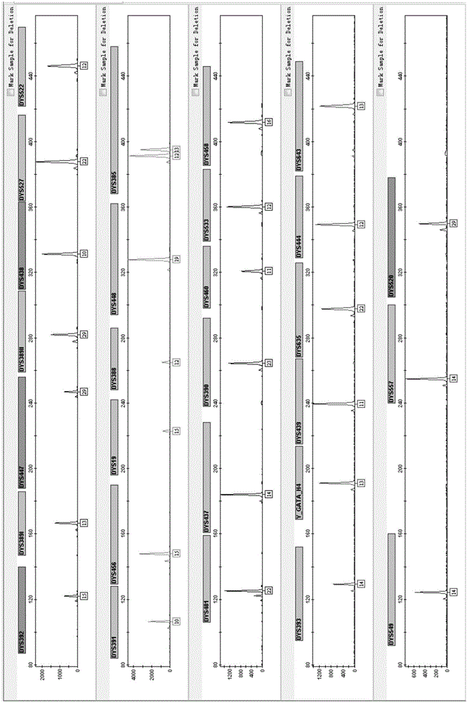 Fluorescent labeling composite amplification kit for 30 STR (short tandem repeat) loci of human Y chromosome and application of kit