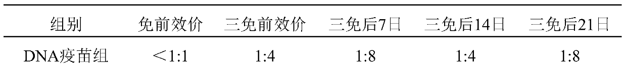 Duck circovirus compound vaccine and preparation method of egg yolk antibody