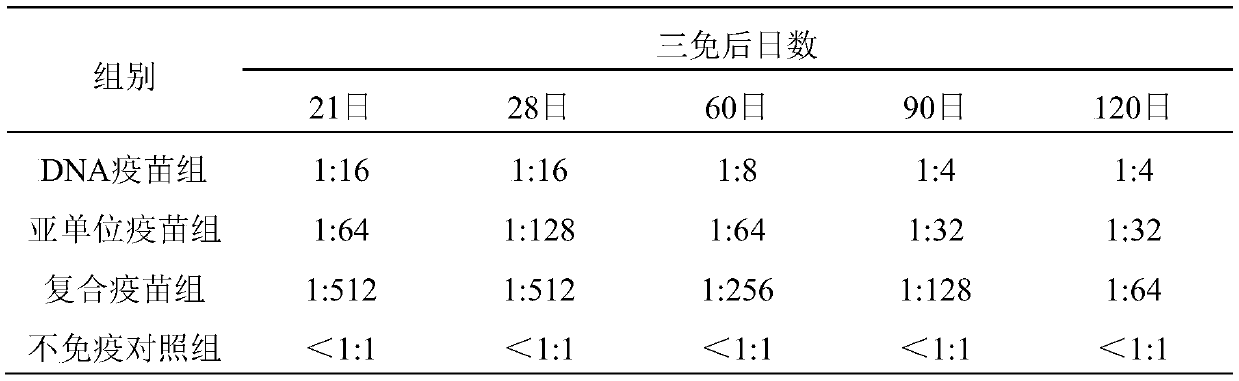 Duck circovirus compound vaccine and preparation method of egg yolk antibody