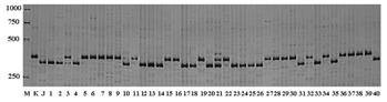 Molecular markers closely linked to wheat grain length major QTL and their application