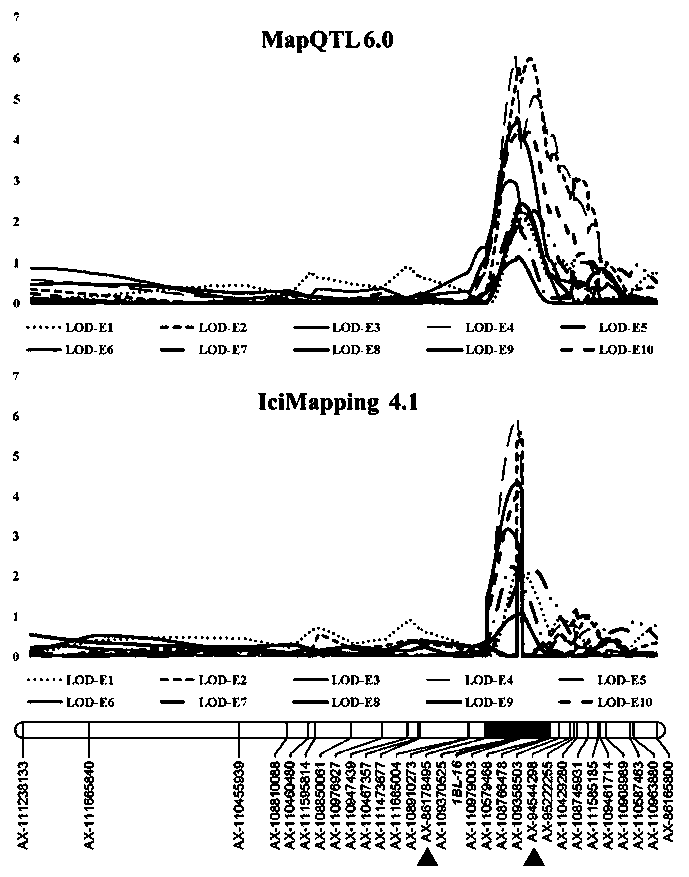 Molecular markers closely linked to wheat grain length major QTL and their application