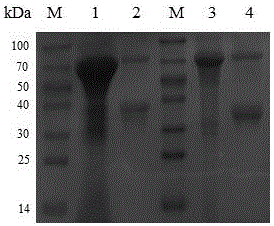 A recombinant bacillus calmette-guerin vaccine used for preventing toxoplasmosis in pigs and a preparing method thereof