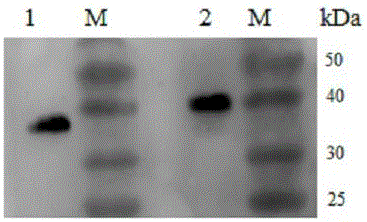 A recombinant bacillus calmette-guerin vaccine used for preventing toxoplasmosis in pigs and a preparing method thereof