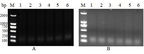 A recombinant bacillus calmette-guerin vaccine used for preventing toxoplasmosis in pigs and a preparing method thereof