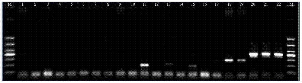 Rapid detection kit for aeromonas schubertii and detection method