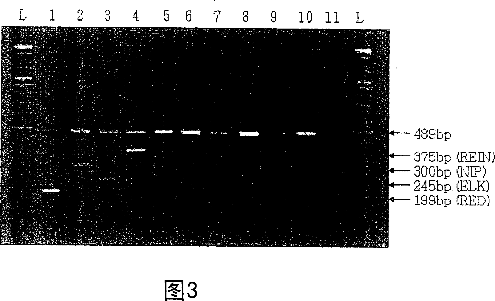 The primers specific to cervus elaphus, c. nippon, c. canadensis and rangifer tarandus gene and the method to identify cervi parvum cornu species