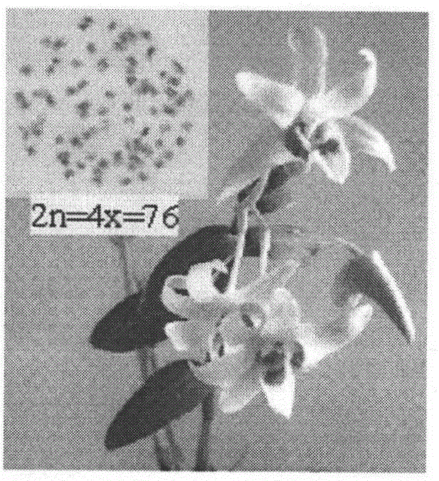 Method for cultivating triploid dendrobium officinale