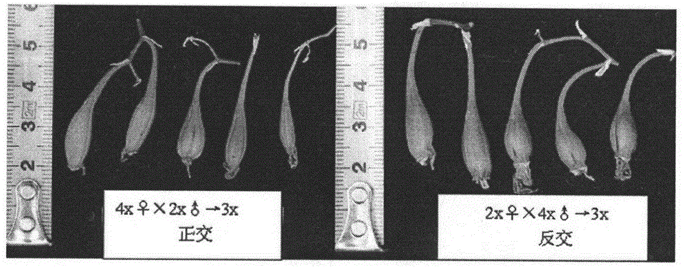 Method for cultivating triploid dendrobium officinale