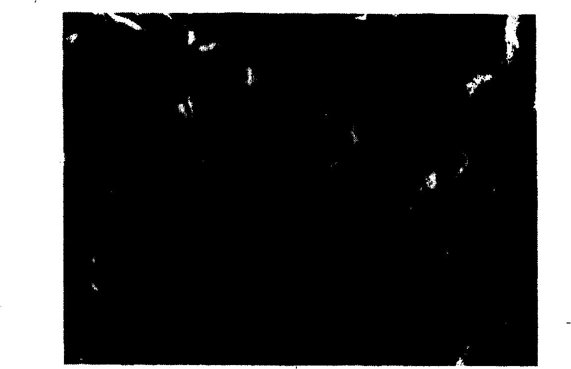 Method of preparing C-doped porous nanometer TiO2 photocatalyst with egg shell membrane as template