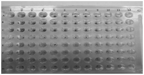 A biological detection method for quality evaluation and quality control of heat-clearing and detoxifying traditional Chinese medicines