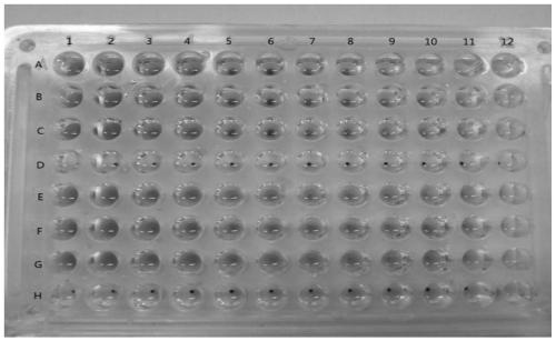 A biological detection method for quality evaluation and quality control of heat-clearing and detoxifying traditional Chinese medicines