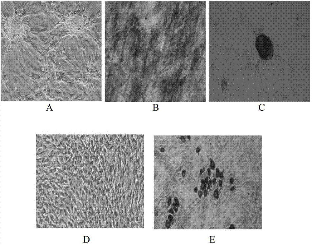 Culture solution for in vitro efficient amplification of animal cells and application of culture solution