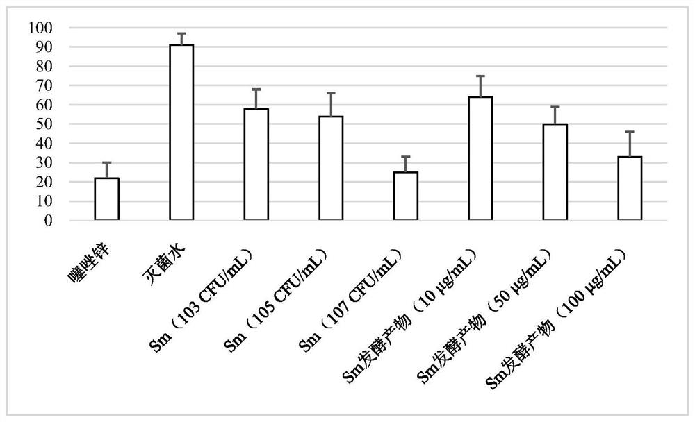 Application of Sphingomonas cucurbitus and its fermentation products in the control of rice bacterial diseases