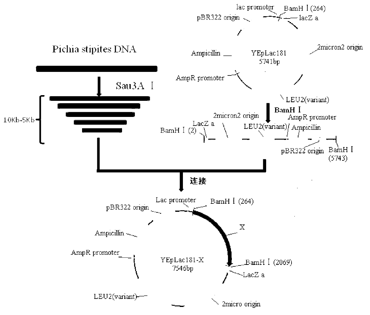 Construction method and application of Pichia stipitis large-fragment DNA (deoxyribonucleic acid) genome library