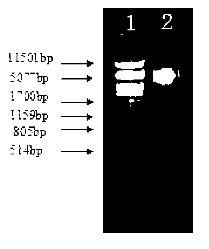 Construction method and application of Pichia stipitis large-fragment DNA (deoxyribonucleic acid) genome library