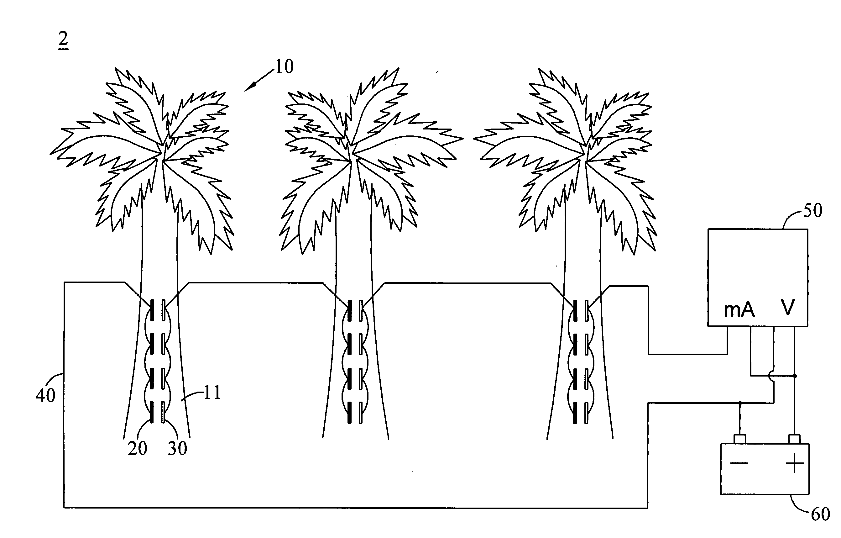 Banana plant cell