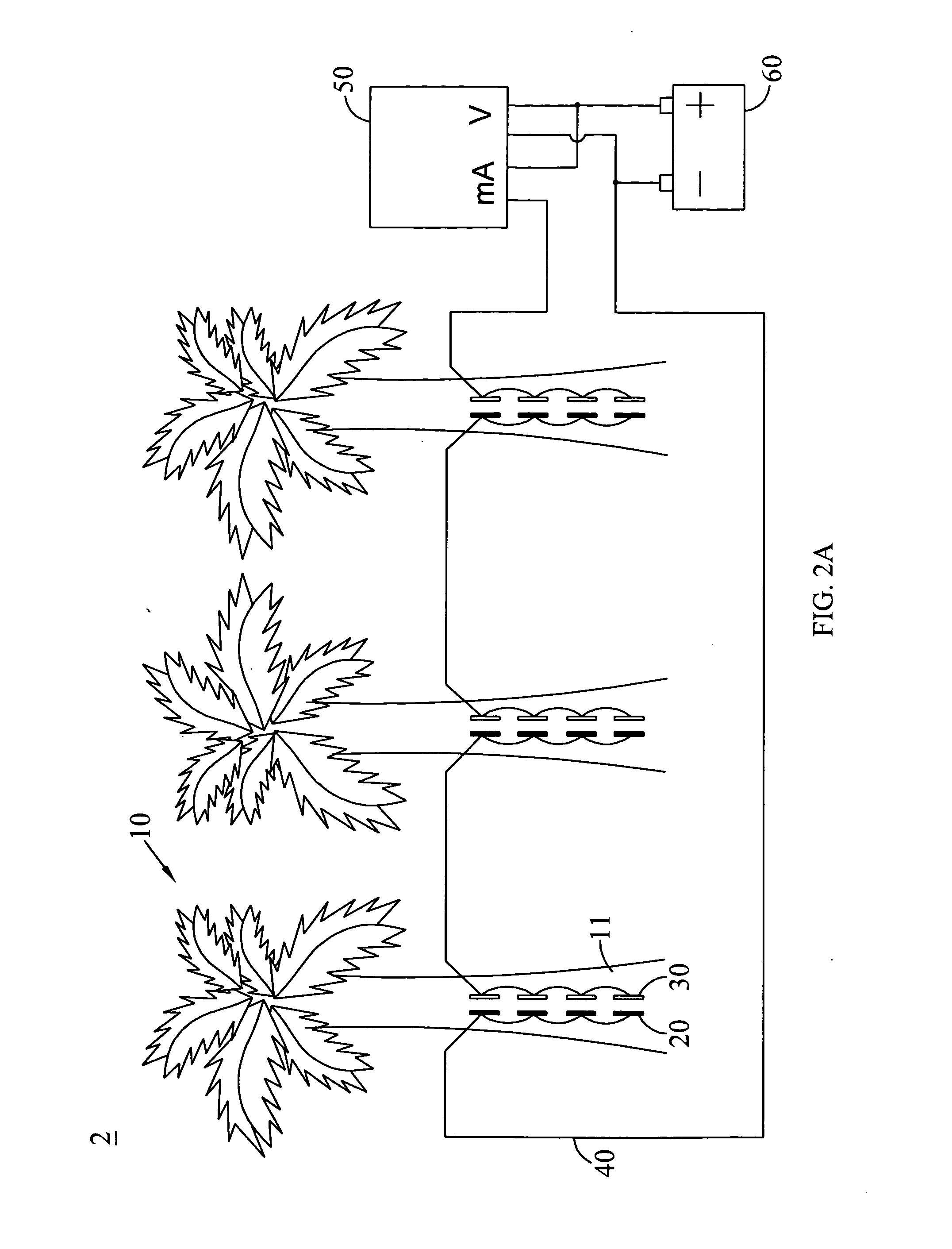 Banana plant cell