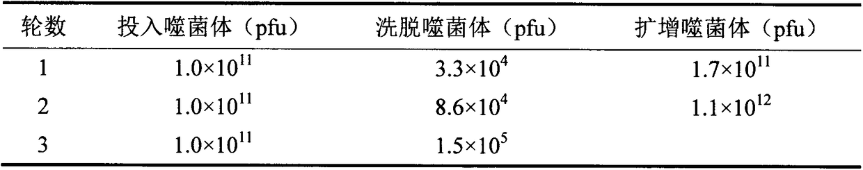 Polypeptide specifically bound to benzathystrobin immune complex and use thereof