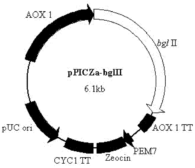 Improved beta-glucosidase gene and preparation of recombinase thereof